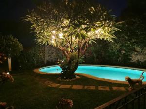 库埃纳瓦卡SOL Y SALSA bnb的夜晚在游泳池周围有一棵树,有灯光
