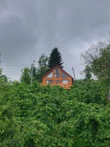 特拉布宗Zivera Bungalov的灌木丛顶部的房子