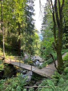 托特瑙Bollenlodge - Ferienwohnung mit Ausblick und Top Lage的森林中一条小溪上的桥梁
