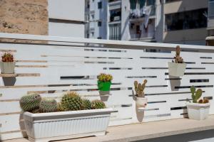 巴里Casa Ginebras的阳台上一排盆栽植物