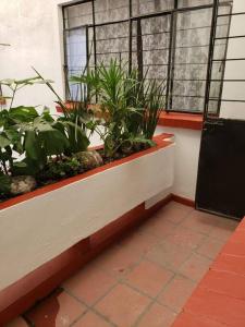 墨西哥城Habitación con terraza privada的一间有窗户的房间,里面种有植物