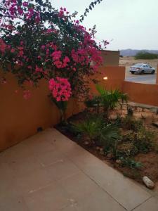 索瓦马A wonderful stay at the Dead Sea的墙上有粉红色花的灌木丛