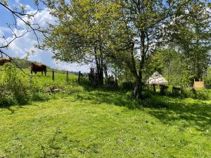 力宾Grange de Lesse的站在草地上,有一棵树的牛
