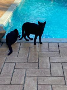 蓬蒂诺瓦Glamping pousada lagoa seca的两个黑猫站在游泳池旁边