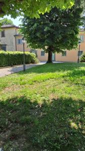 卡尔米尼亚诺Dépendance in Villa Albachiara e Primaluce的草场中间的树
