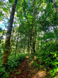 戈尔菲托Canto del Tucán Lodge and Farm的林中布满了树木和植物