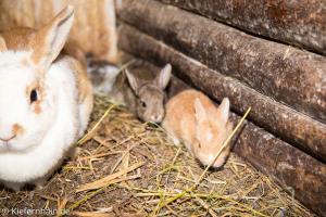 滨湖克拉科Feriensiedlung Kiefernhain的一群兔子躺在墙上