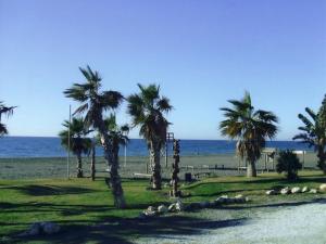 林孔-德拉维多利亚La Kentia的海滩上一棵棕榈树和大海