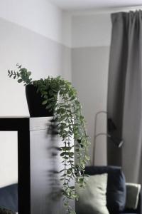 阿卢克斯内Dzīvoklis ar skatu pār Alūksni的坐在桌子上的花瓶里的植物