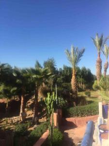 马拉喀什Villa Jolyamelkis - golf Marrakech的花园里的棕榈树