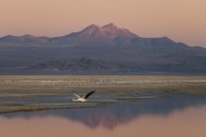 圣佩德罗·德·阿塔卡马Our Habitas Atacama的鸟飞过水体,与山一起飞行