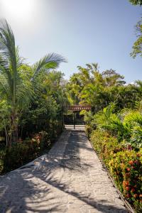 埃尔巴列德安通维拉维多利亚山林小屋的穿过种有棕榈树和鲜花的花园的步道