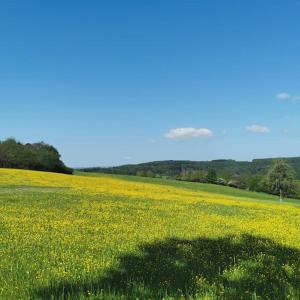 DickschiedWandern, Reiten und die Seele baumeln lassen的田野里满是黄色花的田野