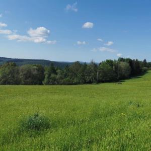 DickschiedWandern, Reiten und die Seele baumeln lassen的一片绿草丛生,树丛背景