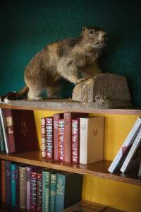 米伦Hotel Drei Berge的坐在书架上的一个老鼠