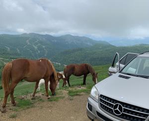 科拉欣Chalet Kolašin的两匹马在一辆汽车旁的路边放牧
