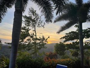 La LagunaHawk's Nest Bed & Breakfast的享有棕榈树丛林和日落美景