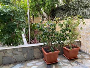 雅典Garden View Apartment的三个盆栽植物,坐在石墙旁边