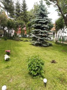 布什泰尼Casa cu Flori的松树庭院