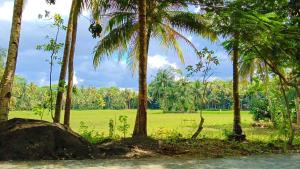 巴图卡拉苏珊民宿的一组棕榈树,背景是一片田野