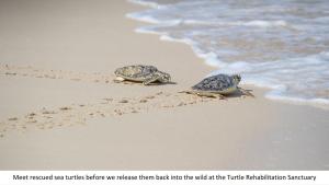 迪拜Jumeirah Al Naseem的海滩上两只海龟在沙滩上散步