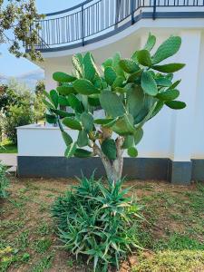 卡里尼Sweet Sicily Apartments的一座小绿色植物,位于一座建筑物旁的院子内