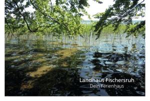 旧施韦林Landhaus Fischersruh Plauer See的水体里满是树木和岩石