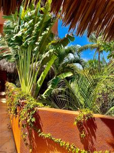 兹波利特Hotel Casa Mixteca的墙上的一组棕榈树和植物