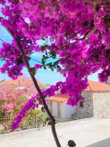 阿莫利亚尼岛Mokamvilia House的紫色花朵覆盖的树,后方有一座建筑