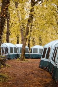 慕尼黑Munich Central Camping的一群停在森林中的帐篷