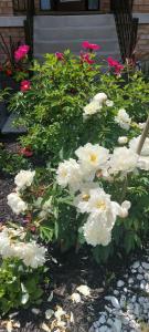 汉密尔顿Jahsavvy's Nest的花园里的一束白色花