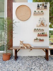 格兰岛班克兰住宿度假酒店的一只猫躺在墙上的木凳上
