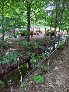 LjungbyhedFredmans skäralids nationalpark的一群牛在森林中漫步