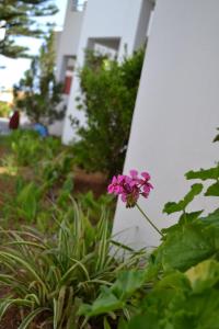 阿德里安诺斯坎波斯帕拉迪奥酒店的一座建筑物前花园中的粉红色花