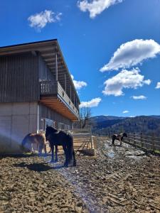KampErlebnisbauernhof Gutschi Ranch的一群马站在一座建筑前面