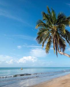 雅帕拉廷加Pousada Vila do Alto的海滩上的棕榈树与大海