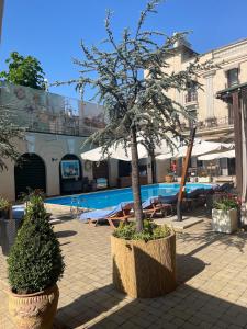 敖德萨阿卡达公寓酒店的游泳池旁的树盆里