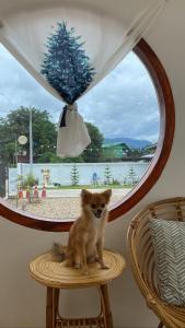 拜县Topp paiway hostel的一只小狗坐在窗前的椅子上