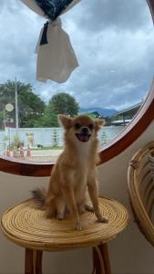 拜县Topp paiway hostel的一只小狗坐在窗前的椅子上
