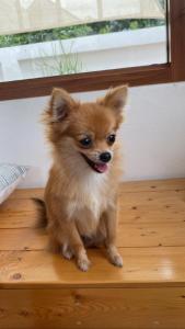 拜县Topp paiway hostel的一只小棕色的狗坐在木地板上