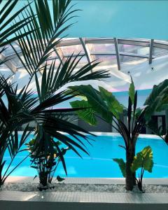 什切青达纳商务与会议酒店的两棵棕榈树,在游泳池前