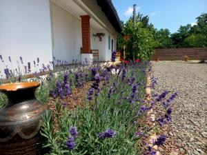 蒂萨菲赖德Idill Cottage Vendégház的一座花园,在房子前面种有紫色的花朵