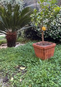 卡拉拉Bilocale Carrara Centro con giardino e parcheggio moto的植物旁的盆子中的小树