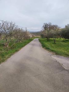 DekaniNa Zeleni cesti / On the green road的一条两边树木林立的空路