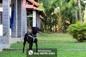 佩尼多塔佩拉旅馆的一只黑狗站在房子前面的草地上