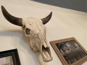 阿尔伯克基Painted Lady Bed & Brew的一只有角的动物的头骨
