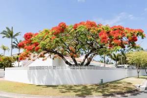 努萨角Poinciana House—Luxury Noosa Retreat close to Beach的白色的围栏,有红花树