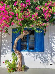 莫什劳斯Chez Cécile Home的蓝窗前有粉红色花的树
