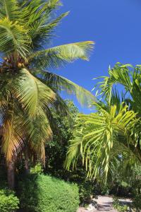 威廉斯塔德Landhuis Bona Vista的两棵棕榈树,背面是蓝天