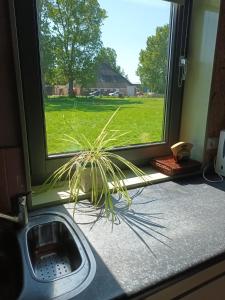 荷属圣马丁Bollenboet的坐在窗台旁水槽旁的植物